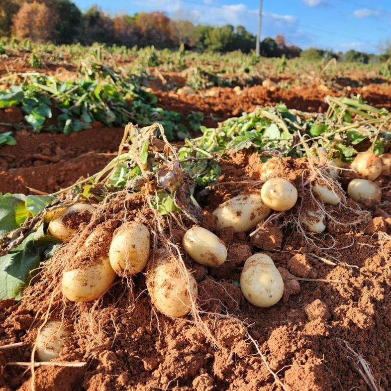 じゃがいも メークイン 5kg 産地直送 野菜 ジャガイモ 芋 赤
