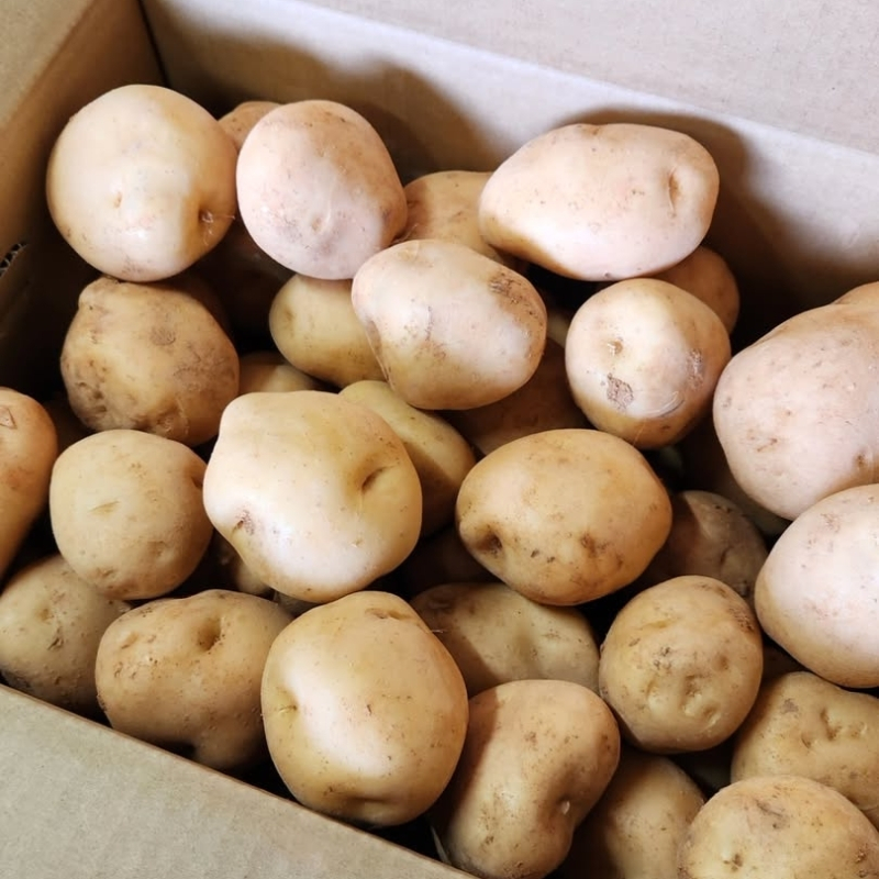 じゃがいも 男爵 5kg 産地直送 野菜 ジャガイモ 芋 赤土 加西