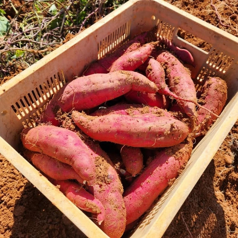 さつまいも 紅はるか 5kg 産地直送 野菜 サツマイモ 芋 焼き
