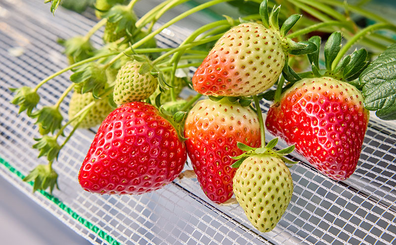 いちご狩り40分食べ放題 中学生以上2名 いちご狩り 食べ放