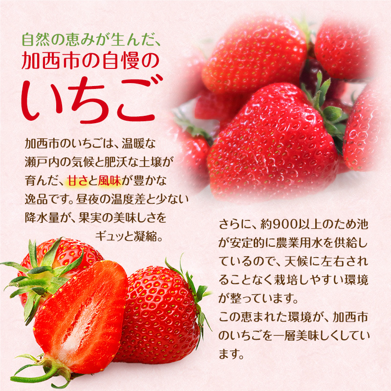 朝どれ いちご 300g 4パック L～3Lサイズ 加西いちご とちおとめ イチゴ 苺 フルーツ 果物 くだもの 季節のフルーツ 旬のフルーツ お届け：2026年1月上旬～2026年2月末