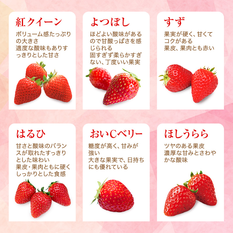 【厳選大粒いちご】 12粒 加西市産  あきひめ やよい姫 あまクイーン 紅クイーン