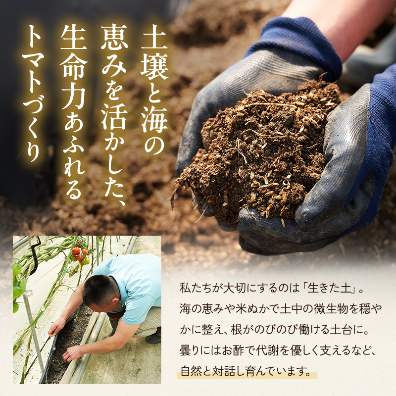 よしよし畑のあま～い トマト ( 中玉トマト ) 1.8kg ～ 2kg 程度 新鮮 産地直送  とまと おいしい おすすめ ギフト お取り寄せ