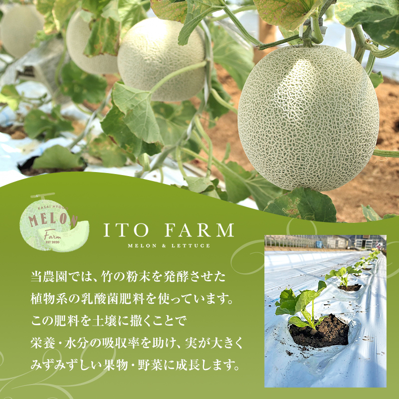 【先行予約】マスクメロン アールスメロン アールスムーラン 1個 糖度14度以上 メロン 大玉 めろん フルーツ 秀品 兵庫県 加西市産 ギフト プレゼント 人気