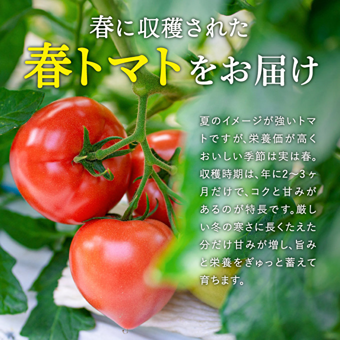 加西市産 ほんたま農園の大玉トマト 2kg 野菜 とまと