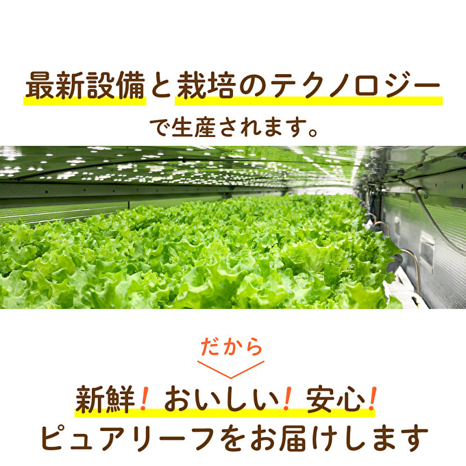 最新植物工場 レタス ピュアリーフ 6個入[ 栽培期間中農薬