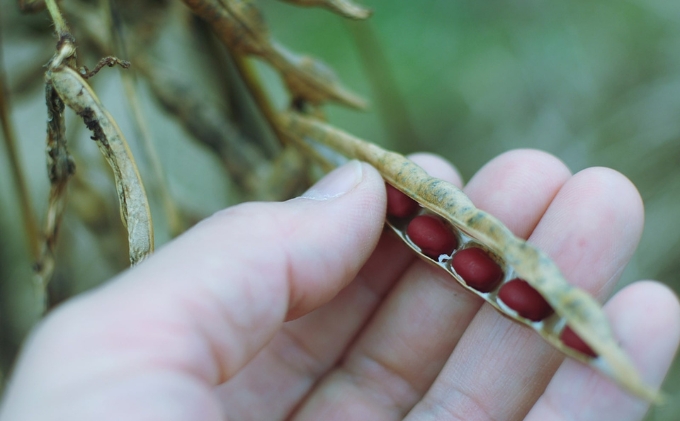 黒大豆 小豆 セット KURO 丹波黒 2本 AKA 丹波大納言小豆 食べ