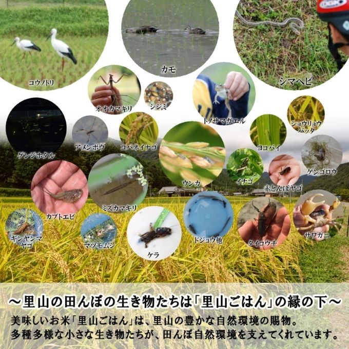米 【令和7年産】 コシヒカリ 5kg精米 奥播州源流 芥田川産 