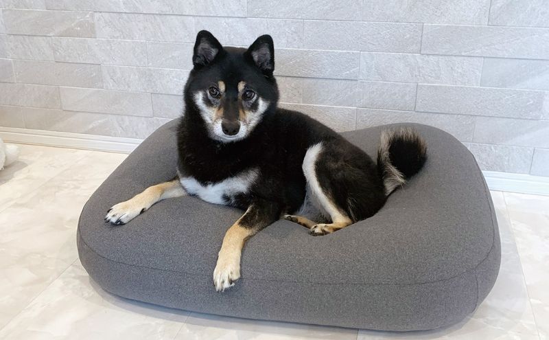 ペットソファー 雲にのる ペットソファ スクエア 本体 Mサ