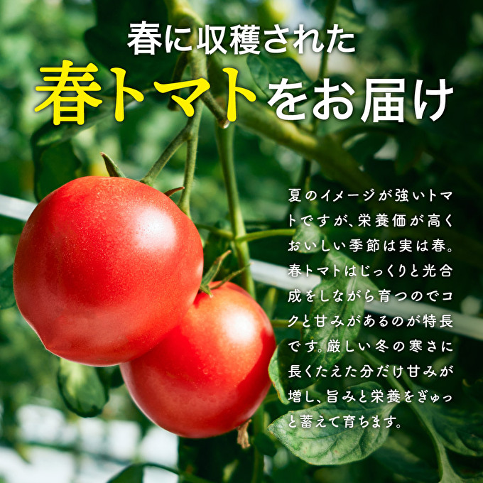 トマト 1kg トマトの一番星 野菜 とまと 完熟 高糖度 甘い 受