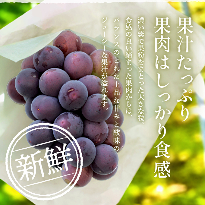 ゴールデンベリーA 約2kg 3～5房 【2026年産 予約受付】 ぶど