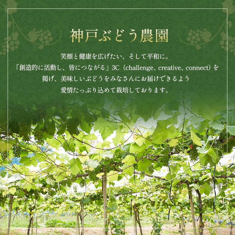 シャインマスカット 約1.5kg以上（2房）朝採れ ぶどう セッ