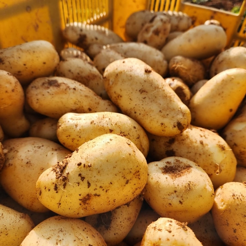 じゃがいも メークイン 5kg 産地直送 野菜 ジャガイモ 芋 赤