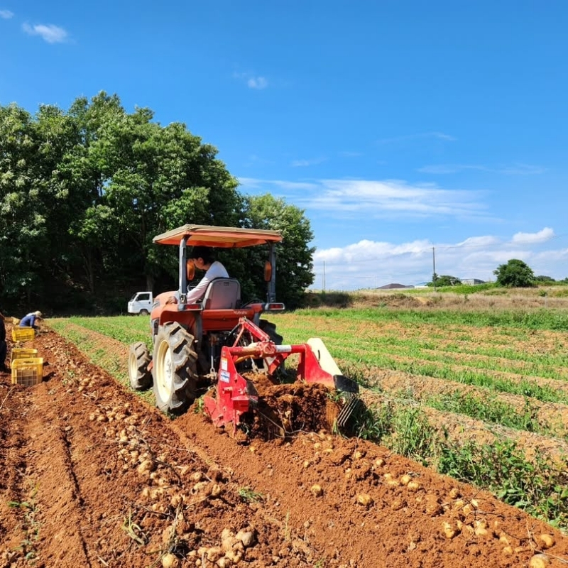 じゃがいも 男爵 5kg 産地直送 野菜 ジャガイモ 芋 赤土 加西