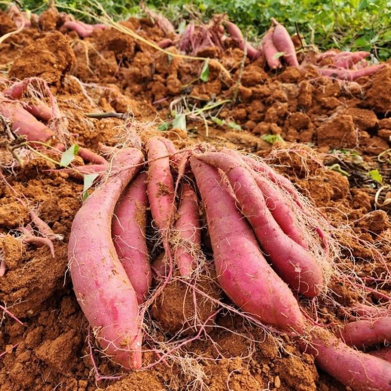 さつまいも 紅はるか 5kg 産地直送 野菜 サツマイモ 芋 焼き