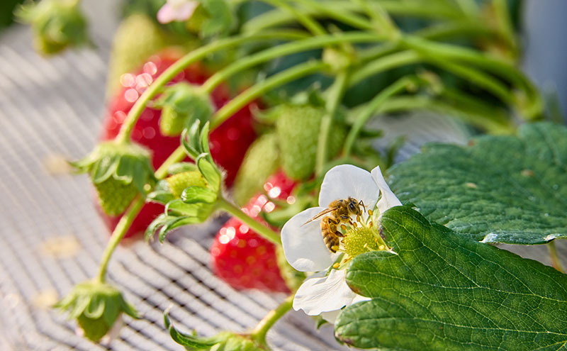 いちご狩り40分食べ放題 65歳以上2名 いちご狩り 食べ放題 40