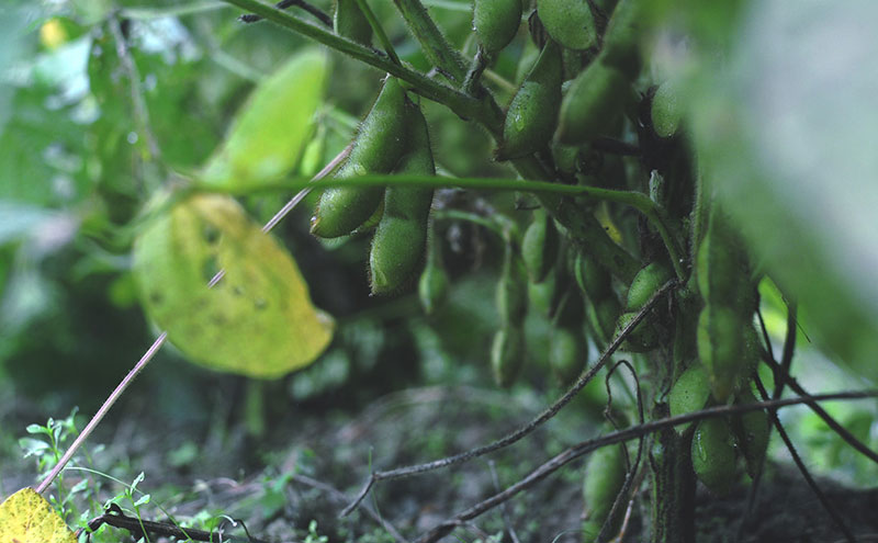 【2026年10月発送】有機黒枝豆 ひかり姫 1kg 200g×5袋 さや 希