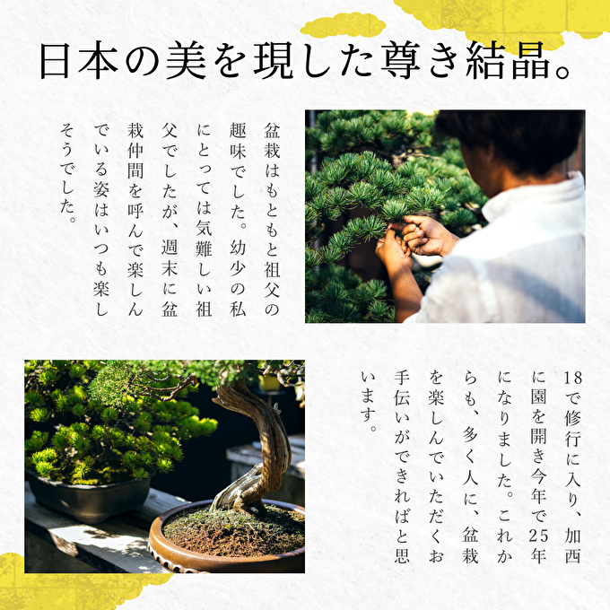 盆栽 翠松園 商品クーポン券 90,000円分 植物 観葉植物 園芸 