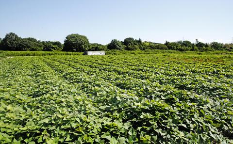 〔黒麹仕込〕本格芋焼酎　根日女の雫　720ml