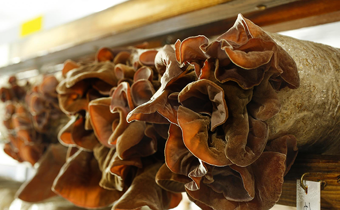 兵庫県加西市産　安全安心/根日女きくらげ詰合せ 野菜 き