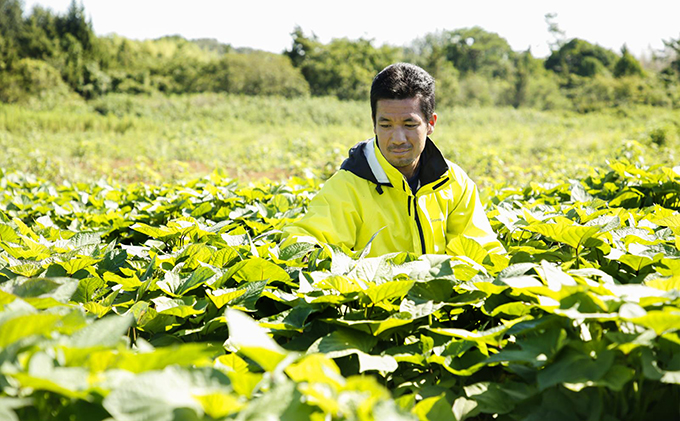 〔黒麹仕込〕本格芋焼酎　根日女の雫　720ml×6本 お酒 酒 い