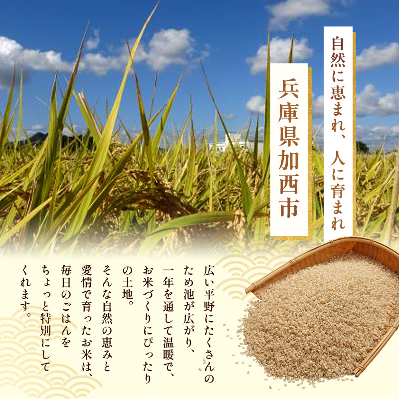 米 【令和7年産】神大のおこめ（特別栽培米ヒノヒカリ）玄