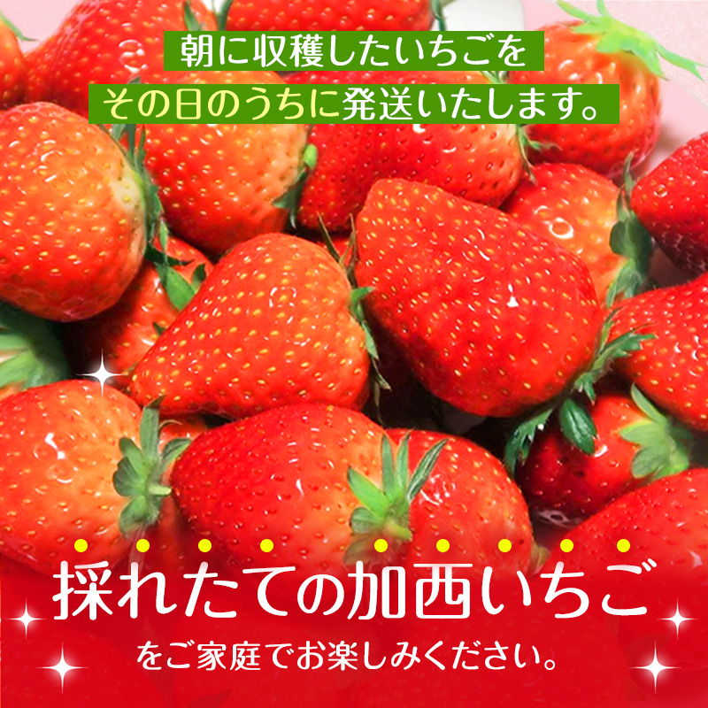 朝どれ いちご 300g 4パック L～3Lサイズ 加西いちご とちおとめ イチゴ 苺 フルーツ 果物 くだもの 季節のフルーツ 旬のフルーツ お届け：2026年1月上旬～2026年2月末