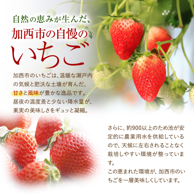 【厳選大粒いちご】 12粒 加西市産  あきひめ やよい姫 あまクイーン 紅クイーン