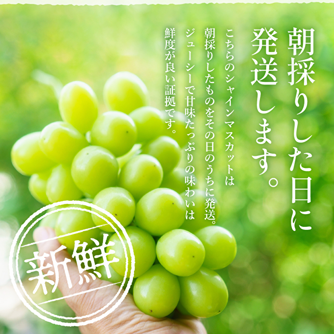 【令和8年産】シャインマスカット 2房 セット 約1.2～1.5kg ぶ