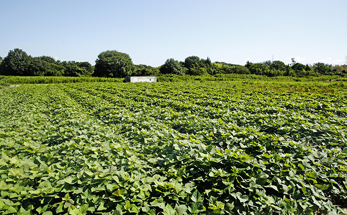 〔黒麹仕込〕本格芋焼酎　根日女の雫　720ml×2本