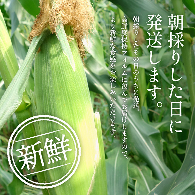 とうもろこし 朝どり 5本 2kg 前後 2024年 兵庫県産 よしよし畑 農家直送 朝どれ 野菜 新鮮 高糖度 キャンプ BBQ アウトドア 極甘 甘い 絶品 朝 採り 夏野菜 あまい 冷蔵配送