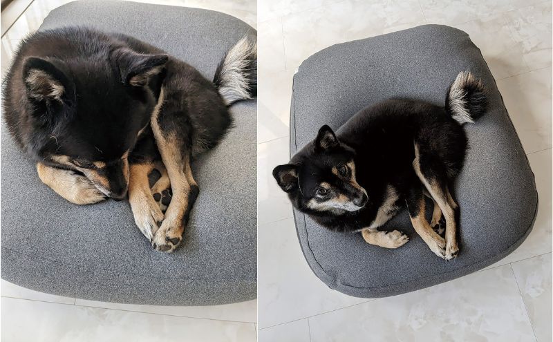 ペットソファー 雲にのる ペットソファ スクエア 本体 Mサ