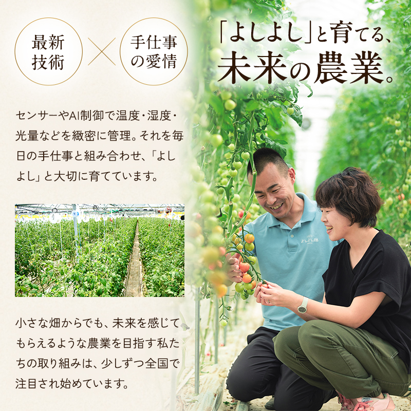 【6ヶ月連続 お届け】 よしよし畑のあま～い トマト ( 中玉