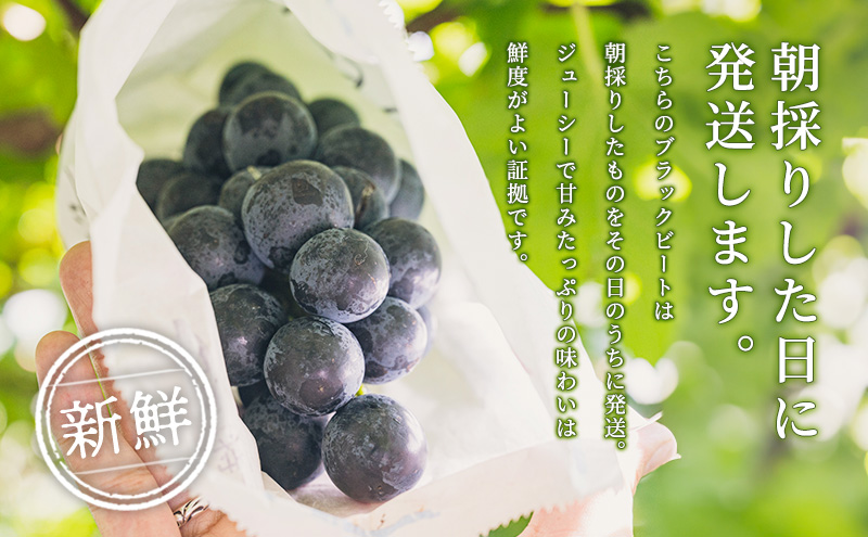 【令和8年産】ブラックビート 2～3房 セット  ぶどう 種無し