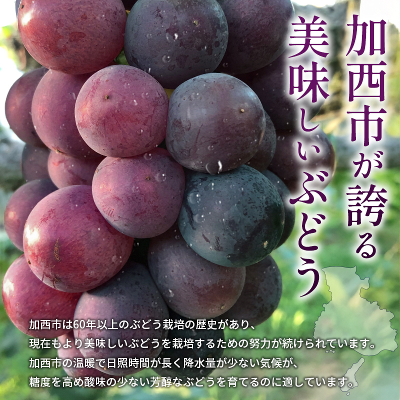 9月限定｜採れたて旬のぶどう 食べ比べ 約4kg（4～5房）シャ