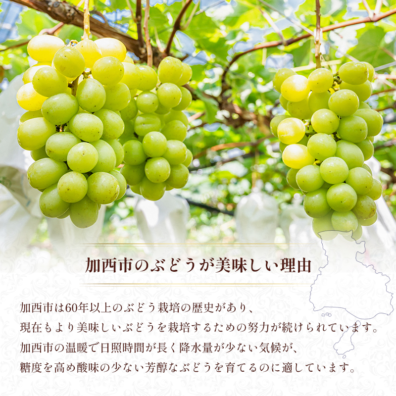 シャインマスカット 約1.5kg以上（2房）朝採れ ぶどう セッ