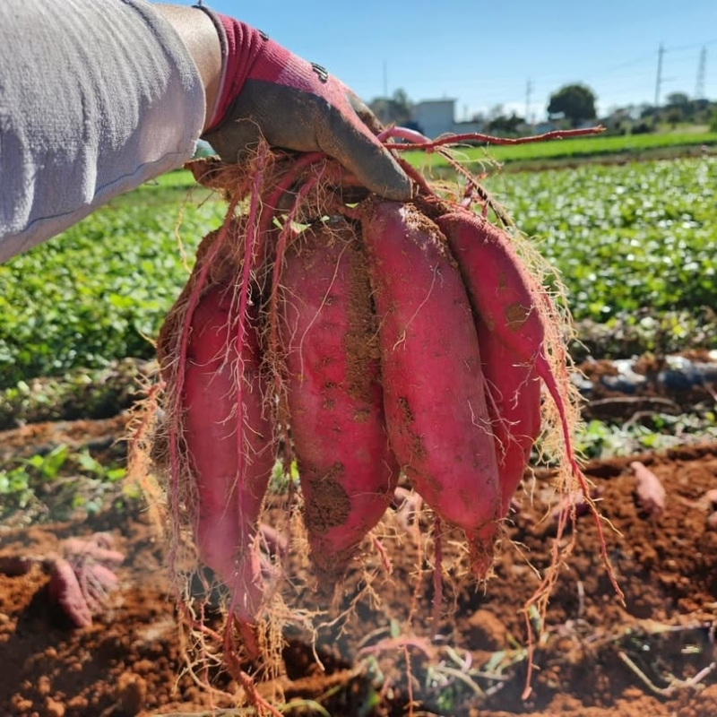 さつまいも 紅はるか 5kg 産地直送 野菜 サツマイモ 芋 焼き