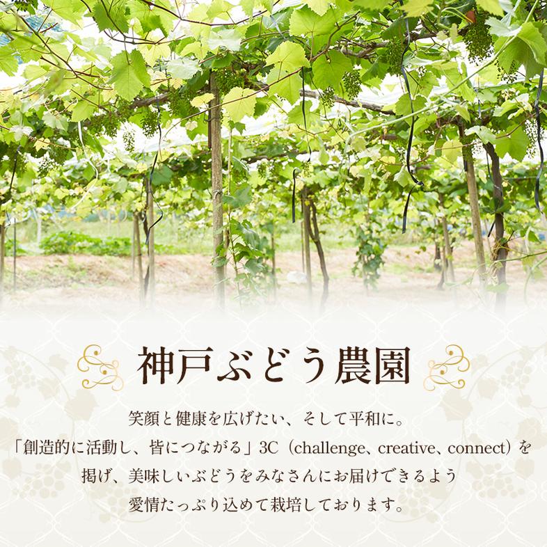 8月発送｜朝採れ旬のぶどう 2種 食べ比べセット 約1.4kg（2房