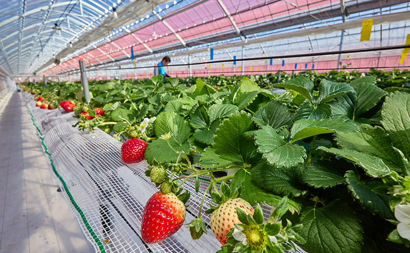いちご狩り40分食べ放題 中学生以上1名 いちご狩り 食べ放