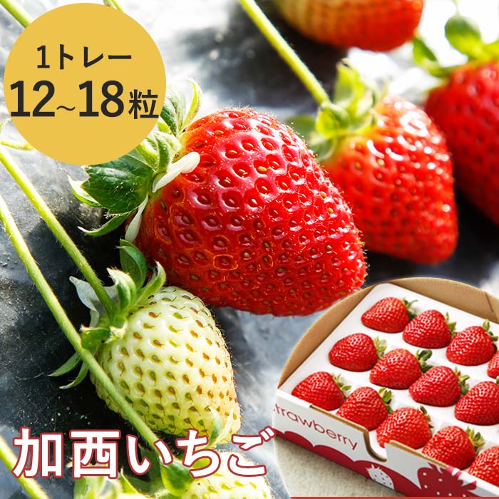 2026年産 加西いちご 数量限定 送料無料 果物類 苺 イチゴ ス