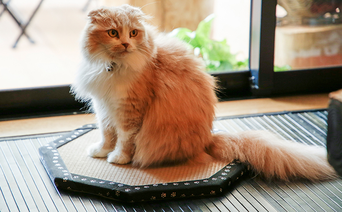 ひょうごの匠がつくる畳インテリア 八角形畳 福祉用品  銀