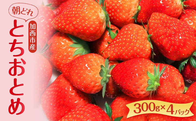 朝どれ いちご 300g 4パック L～3Lサイズ 加西いちご とちおとめ イチゴ 苺 フルーツ 果物 くだもの 季節のフルーツ 旬のフルーツ お届け：2026年1月上旬～2026年2月末