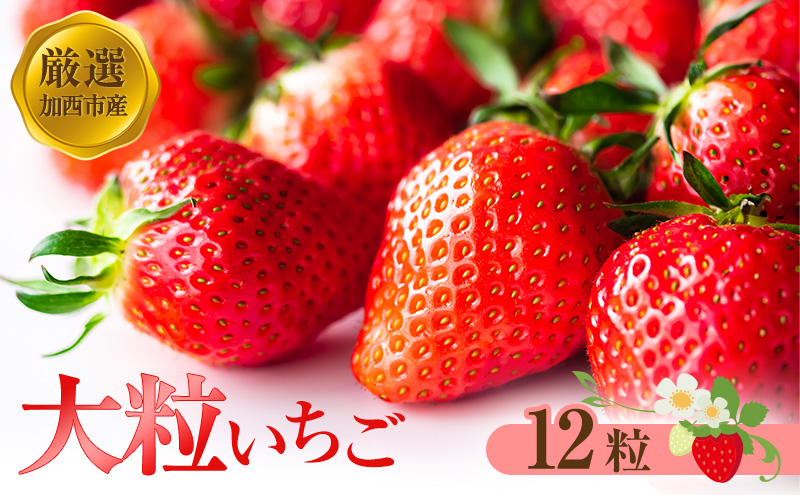 【厳選大粒いちご】 12粒 加西市産  あきひめ やよい姫 あまクイーン 紅クイーン