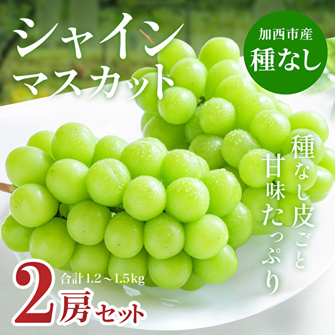 【令和8年産】シャインマスカット 2房 セット 約1.2～1.5kg ぶ