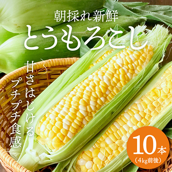 とうもろこし 朝どり 10本 4kg 前後 2025年 兵庫県産 よしよし