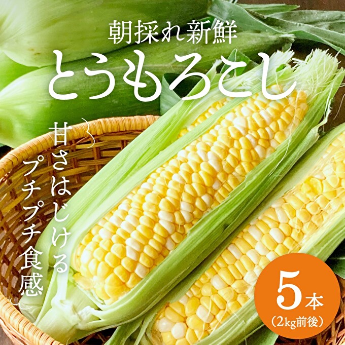 朝どれとうもろこし 5本～20本 約2～8kg前後 冷蔵 クール便 
