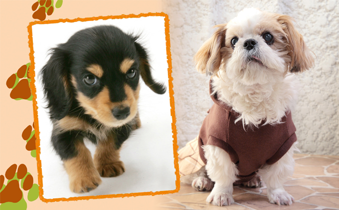 「ペット写真」かわいい”家族”をプロのスタジオで！ イ