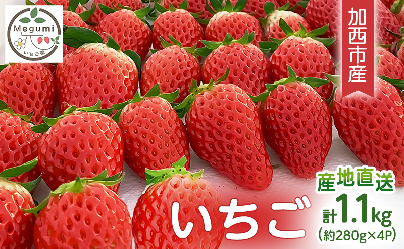 いちご　4パック 兵庫県 加西市 果物類 苺 イチゴ 果物詰合
