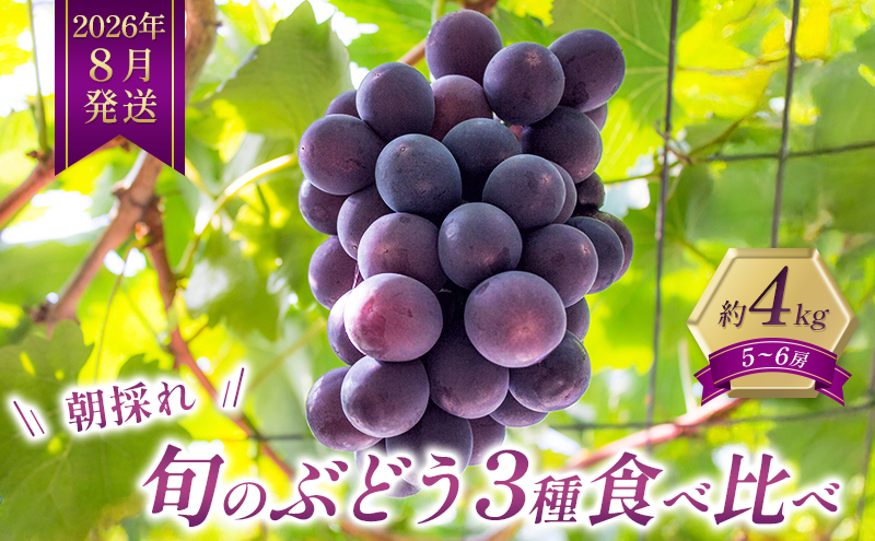 8月限定｜採れたて旬のぶどう 食べ比べ 約4kg（5～6房）セッ