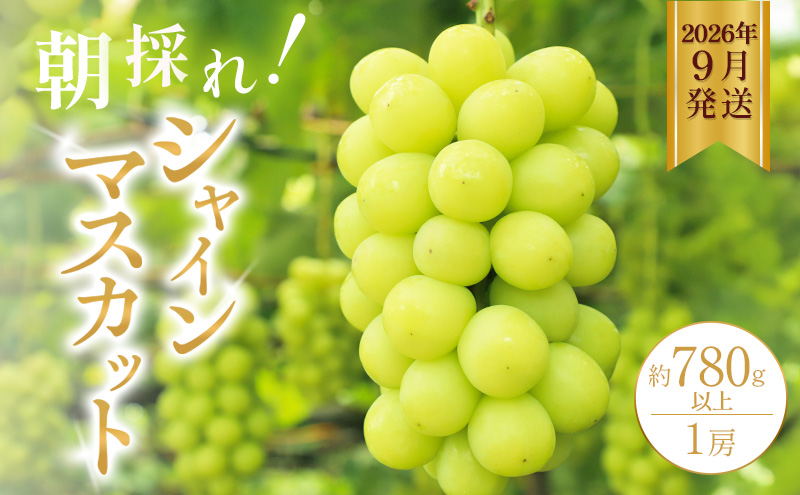 シャインマスカット 約780g以上（1房）朝採れ ぶどう セット
